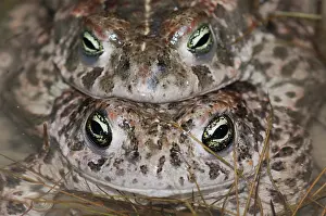 Natterjack: Natterjack Toad