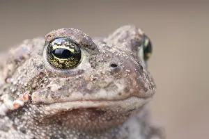 Natterjack: Natterjack Toad