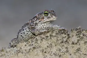 Natterjack: Natterjack Toad