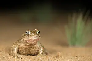 Drifting: Natterjack Toad