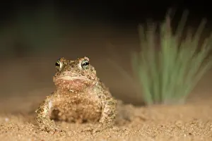 Drifting: Natterjack Toad