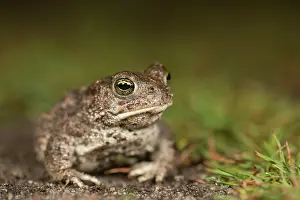 Nationaal: Natterjack Toad