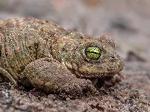 Natterjack: Natterjack Toad