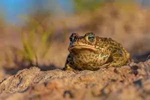 Natterjack: Natterjack Toad