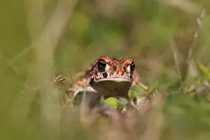 Natterjack: Natterjack Toad
