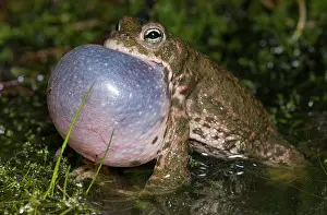 Bufo: Natterjack Toad