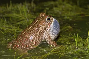 Bufo: Natterjack Toad
