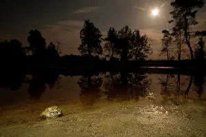 Bufo: Natterjack Toad
