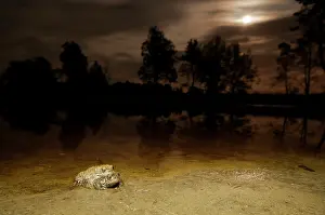 Bufo: Natterjack Toad