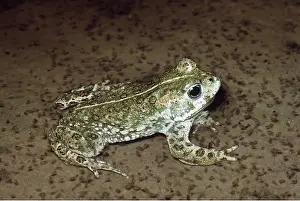 Toad: NATTERJACK TOAD