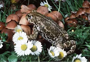 Toad: NATTERJACK TOAD