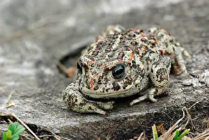 Bufo: Natterjack Toad (Bufo calamita) on a rock, The
