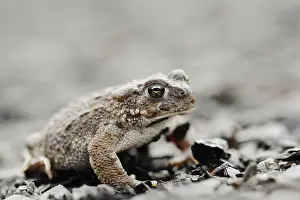 Bufo: Natterjack toad (Epidalea calamita)