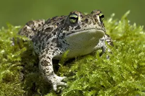 Natterjack: Natterjack Toad (Epidalea calamita), Allier, Fr