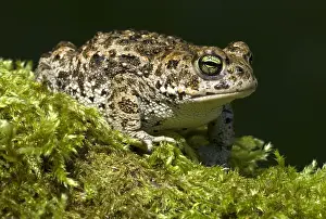Natterjack: Natterjack Toad (Epidalea calamita), Allier, Fr