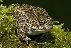 Natterjack: Natterjack Toad (Epidalea calamita), Allier, Fr