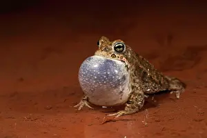 Sound: Natterjack toad (Epidalea calamita), mating male