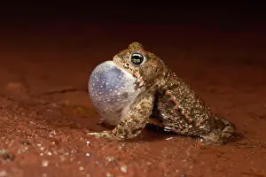 Sound: Natterjack toad (Epidalea calamita), mating male