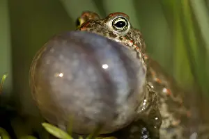 Natterjack: Natterjack Toad (Epidalea calamita) portrait, c
