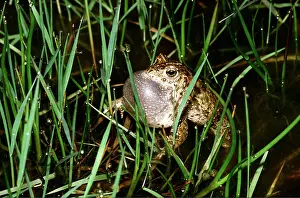 Toads: NATTERJACK TOAD - Male Calling