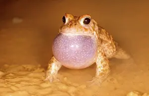 Natterjack: Natterjack Toad - male, calling with vocal sac inflated