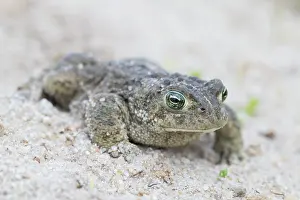 Crawling: Natterjack Toad - male crawling through sand - Germany