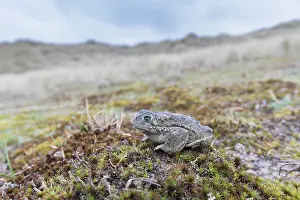 Bufo: Natterjack Toad - male in the dunes - Germany