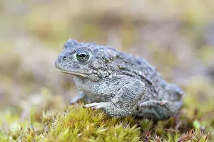 Bufo: Natterjack Toad - male - Germany
