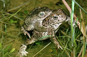 Natterjack: Natterjack Toad - pair mating