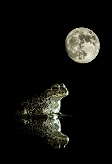 Fairytale: Natterjack toad - in a pond with its reflection