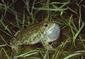 Natterjack: Natterjack Toad - singing 'with vocal sac inflatedI