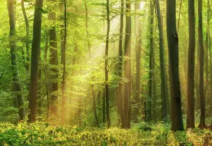Filter: Natural beech forest, sun shining through morning