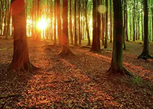 Reflex: Natural beech forest at sunset, sun shines through