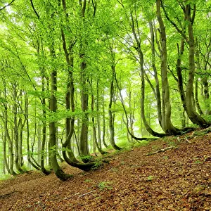 Beeches: Natural Beeches forest (Fagus) with bent trunks