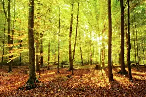 Beeches: Natural deciduous forest of oaks, beeches and birches