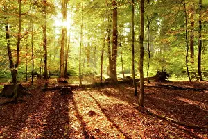 Reflex: Natural deciduous forest of oaks, Saxony, Germany