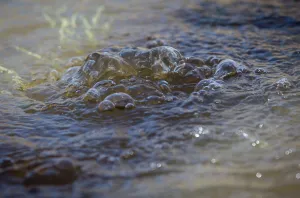 Accident: Natural Gass Bubbles