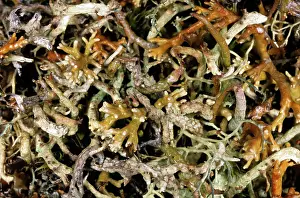 Mixture: Natural mixture of various lichens on tundra-floor