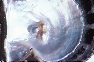 Pearls: NATURAL PEARLS - IN SHELL