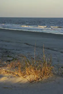 Heap: Natural Sand Dunes and Grasses