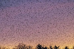 Finch: Natural spectacle in the Swabian Alb. Flocks of