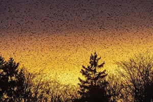 Beech: Natural spectacle in the Swabian Alb. Flocks of