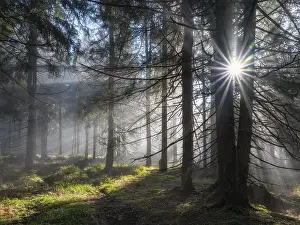 Lights: Natural spruce forest with morning fog