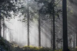 Lights: Natural spruce forest with morning fog