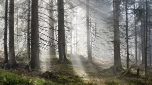 Lights: Natural spruce forest with morning fog