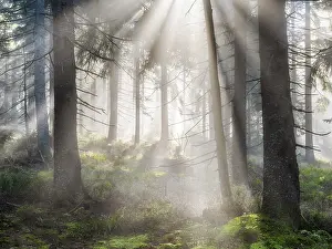 Lights: Natural spruce forest with morning fog