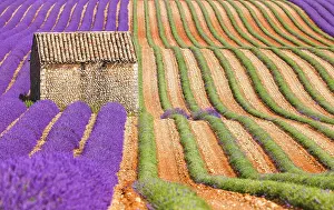 Provence: Natural stone hut in the lavender field on the Palteau