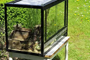 Musculus: Natural Terrarium for House Mouse