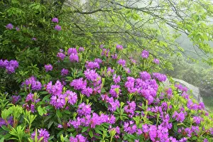 Naturalised: Naturalised Rhododendron Scrub