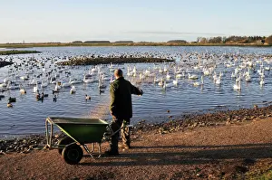 Warden: Nature Reserve. Martin Mere WWT - feeding time in the winter
